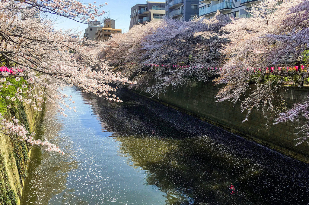 Day or night, Meguro River's cherry blossoms are like something out of a fairytale
