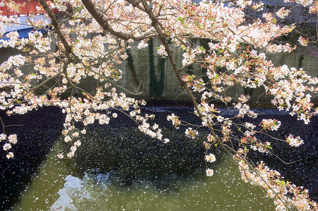 Amazing cherry blossom spot in Tokyo: Nakameguro