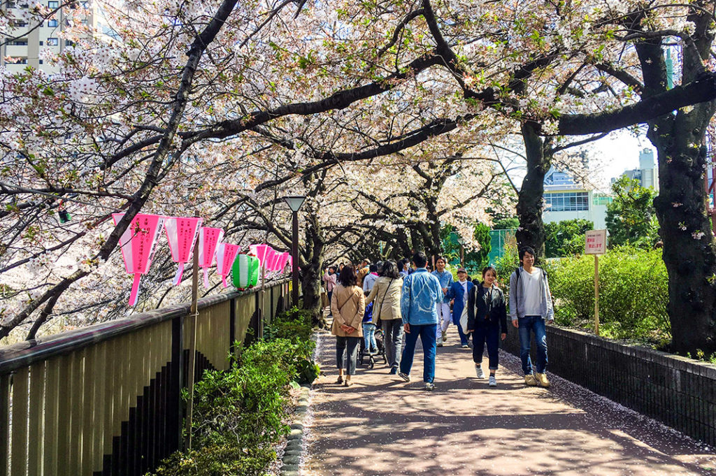 For cherry blossoms spots, Meguro River is Tokyo's dreamiest