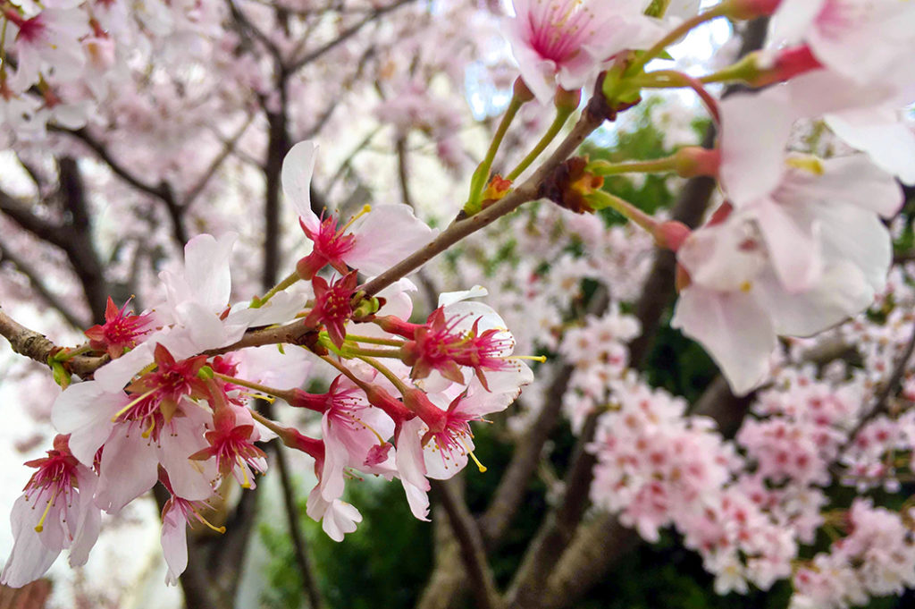 Cherry blossoms at Yoyogi Park 