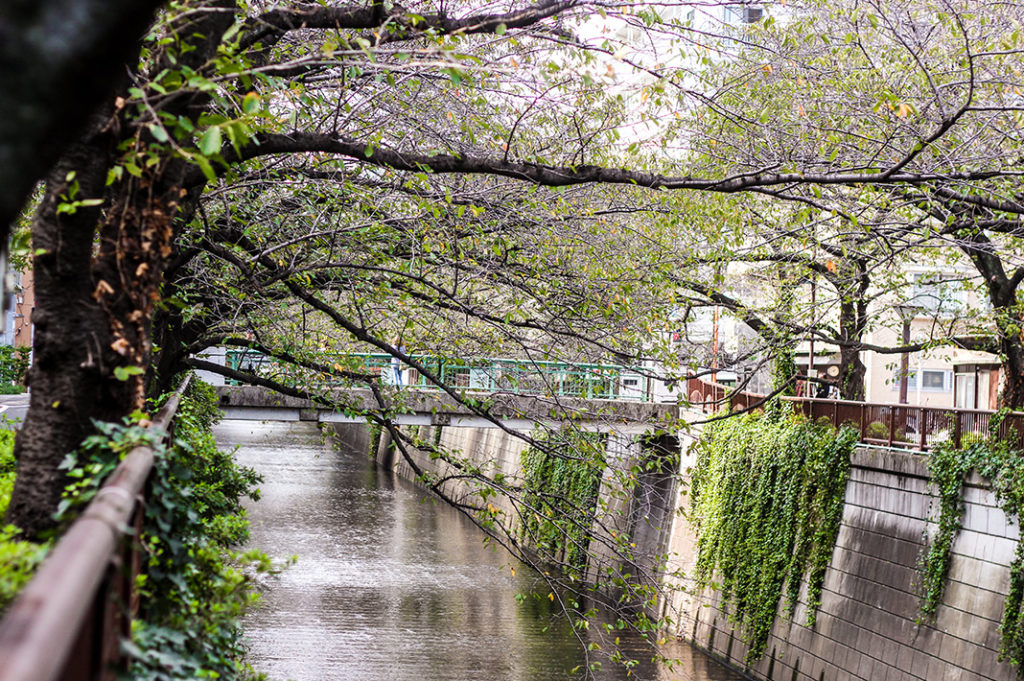 This Nakameguro tour follows the Meguro River through the neighbourhood
