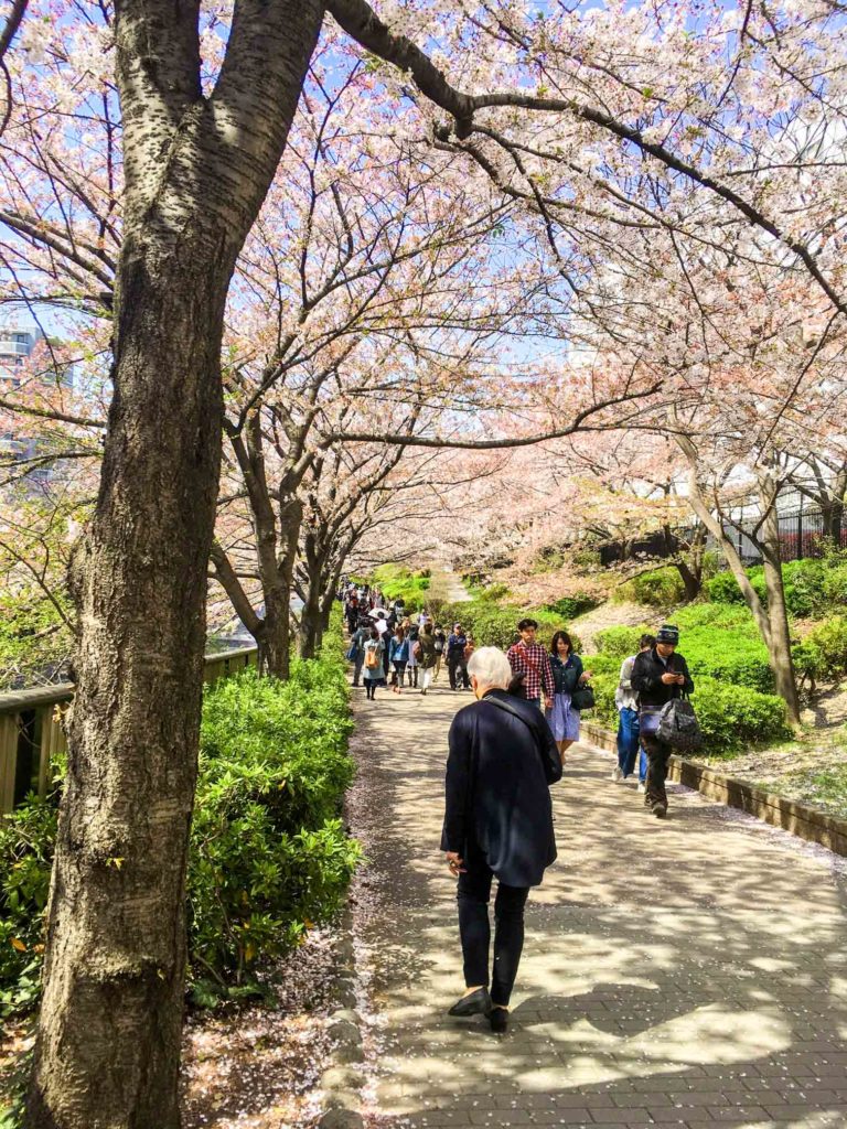 Amazing cherry blossom spot in Tokyo: Nakameguro