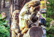 Tokyo Zoos: A Guide to Tokyo’s Wild Side