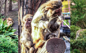 Tokyo Zoos: A Guide to Tokyo’s Wild Side