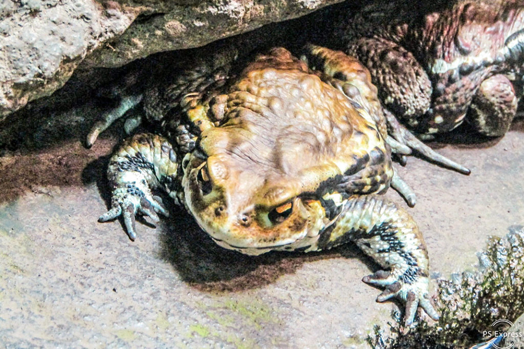 Not all of the residents of the Tama Zoological Park have fur or feathers.