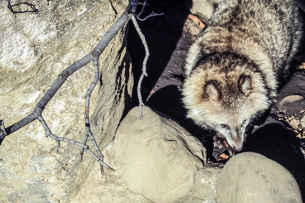 A few tanuki, or racoon dogs, wander through their habitat in Inokashira Zoo.