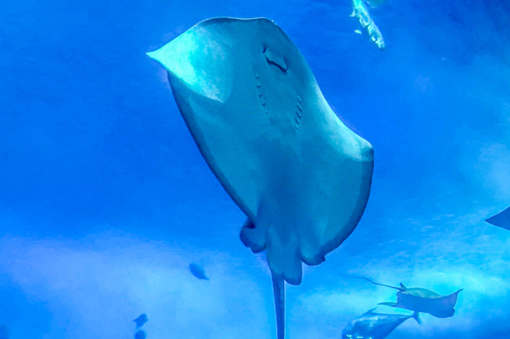 Ishigaki is famous for its manta rays