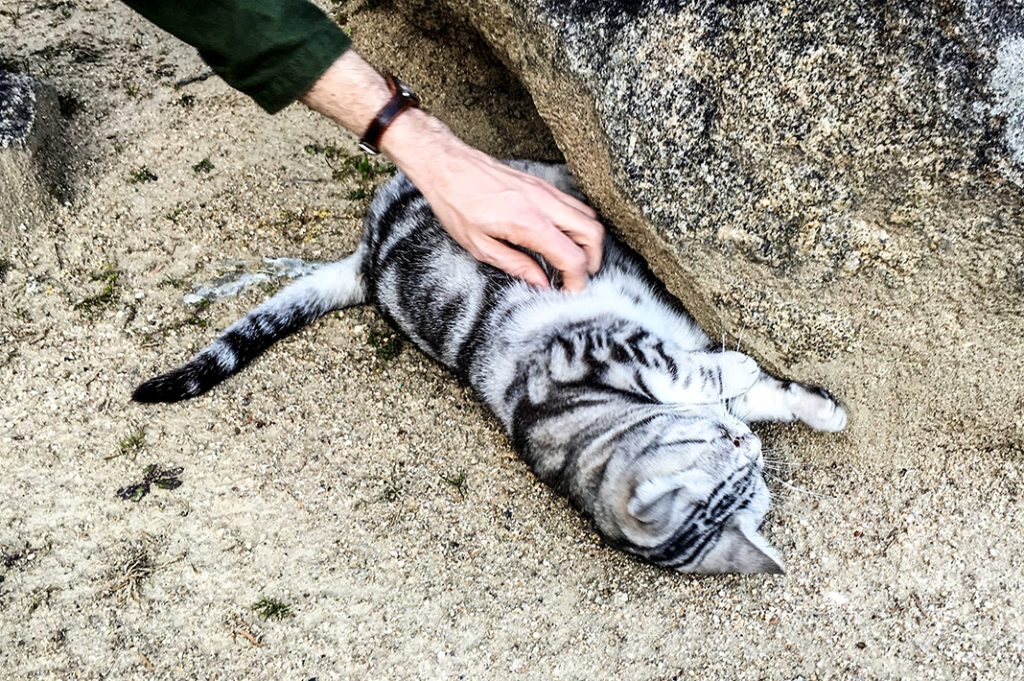 Onomichi's cats are some of friendliest