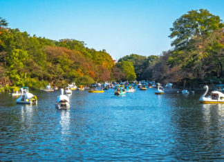 Kichijoji Tour: Hammocks, Shopping and Parks Inokashira Park in Kichijoji