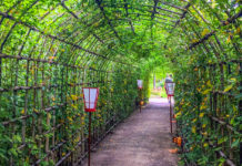 Top Tokyo Instagram Spots: Mukojima-Hyakkaen Garden’s Japanese Clover Tunnel