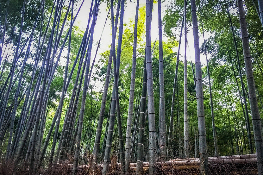 Cap off your visit to Shoden-ji Temple by exploring the nearby bamboo groves