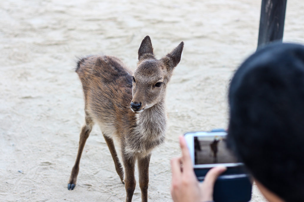 Deer on Miyajima