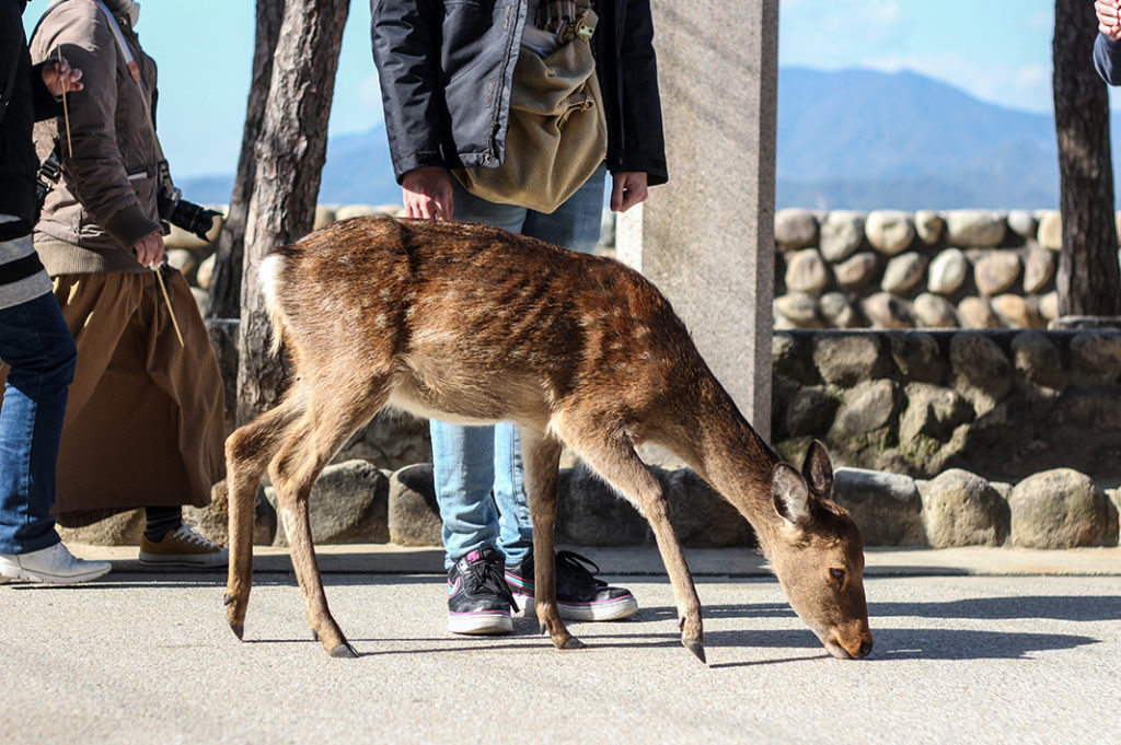 Deer on Miyajima