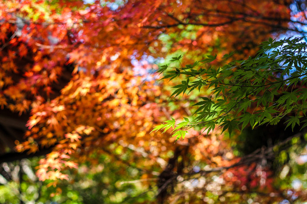 Autumn foliage on Miyajima