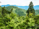 A Great Half-Day Hike Near Kyoto: the Kibune – Kurama Hike