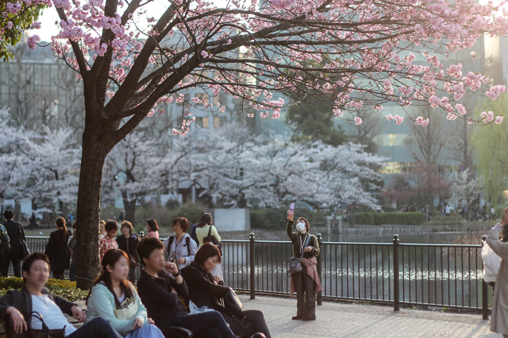 Ueno Park is one of the best places to see cherry blossoms in Tokyo. 