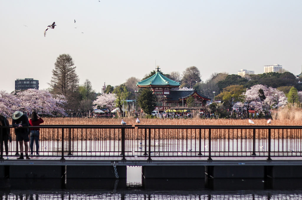 Ueno Park is one of the best places to see cherry blossoms in Tokyo. 