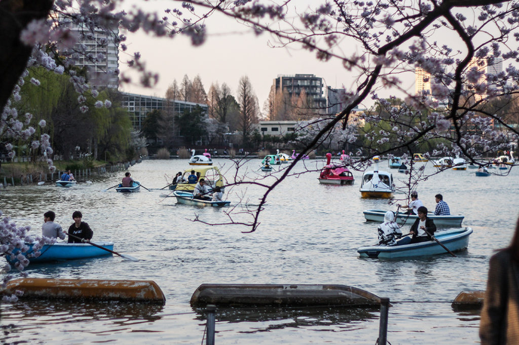 Ueno Park is one of the best places to see cherry blossoms in Tokyo. 