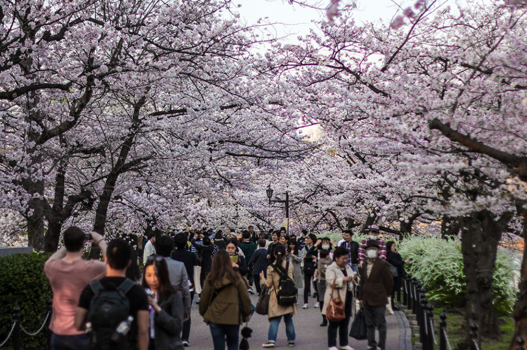 Ueno Park is one of the best places to see cherry blossoms in Tokyo. 