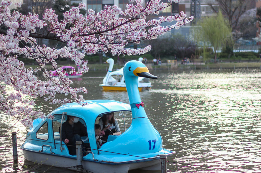 Ueno Park is one of the best places to see cherry blossoms in Tokyo. 