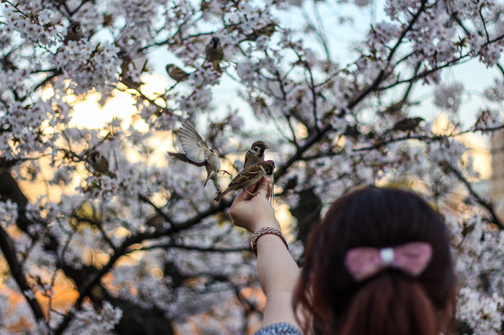 Ueno Park is one of the best places to see cherry blossoms in Tokyo. 