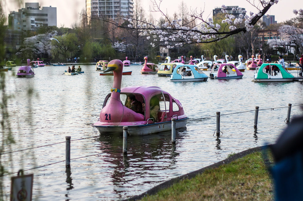 Ueno Park is one of the best places to see cherry blossoms in Tokyo. 