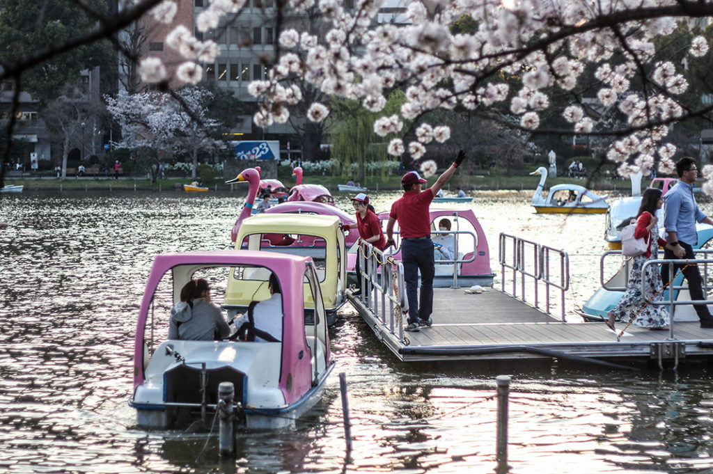 Ueno Park is one of the best places to see cherry blossoms in Tokyo. 