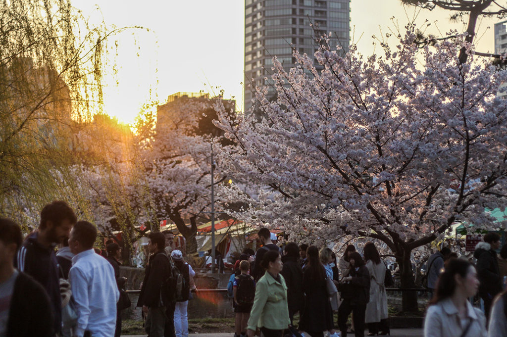 Ueno Park is one of the best places to see cherry blossoms in Tokyo. 