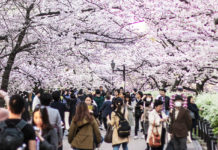Ueno Park: One of the Best Places to see Cherry Blossoms in Tokyo Ueno Park