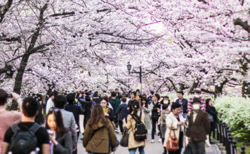 Ueno Park: One of the Best Places to see Cherry Blossoms in Tokyo Ueno Park