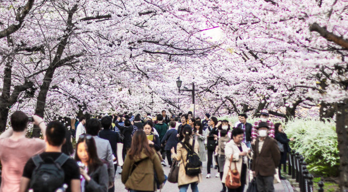 Ueno Park: One of the Best Places to see Cherry Blossoms in Tokyo Ueno Park