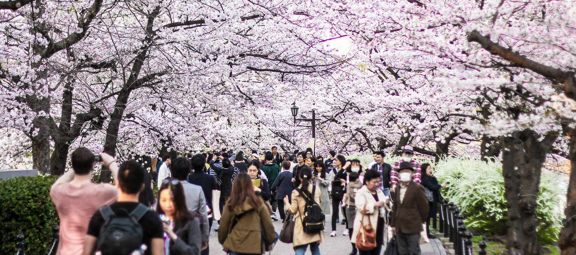 Best Places to see Cherry Blossoms in Tokyo: Ueno Park - Japan Journeys