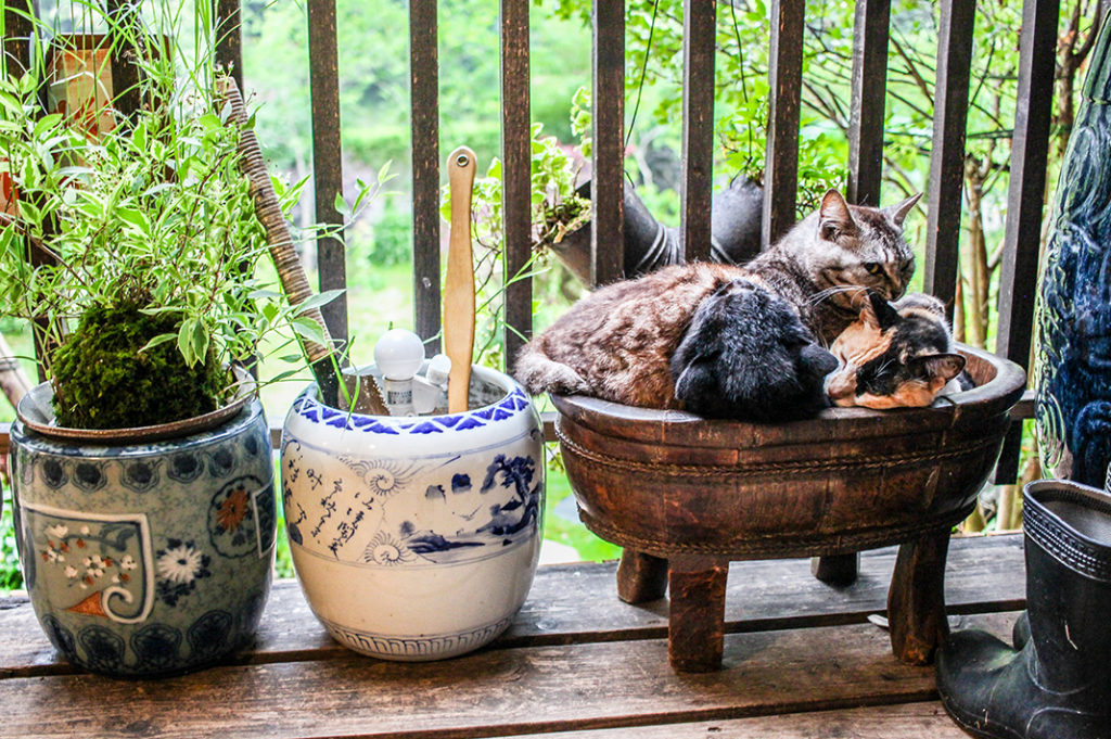 A Minshuku (Japanese bed and breakfast) is a great way to get closer to nature, tradition and the locals. 