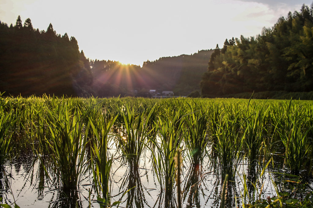 A Minshuku (Japanese bed and breakfast) is a great way to get closer to nature, tradition and the locals. 