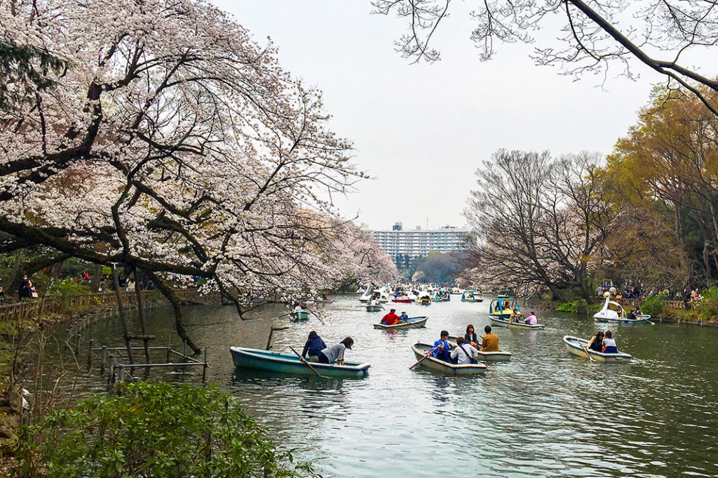 Inokashira Park in Tokyo is the perfect place for hanami!