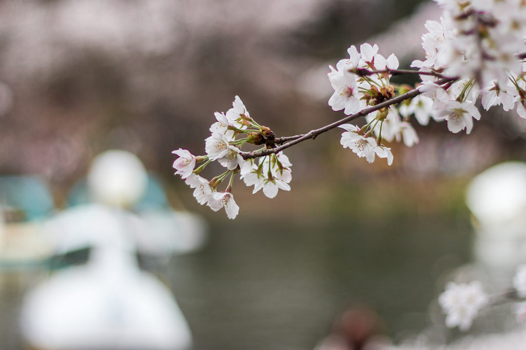 Dreamy sakura