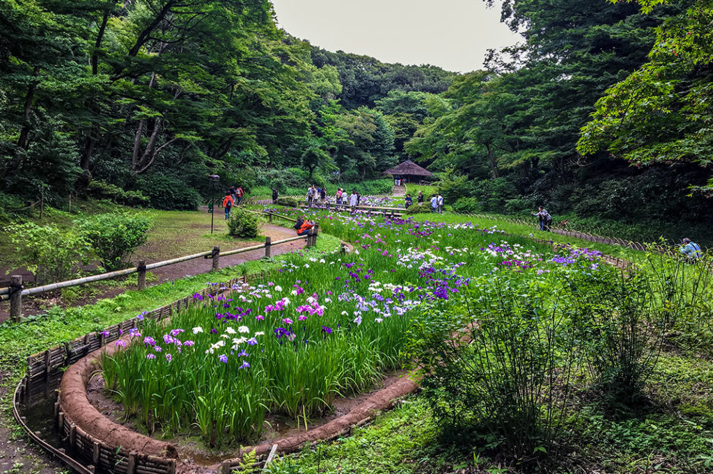 Meiji Jingu Inner Garden is a secret garden within the Meiji Shrine complex offering tourists a restorative sojourn amidst their busy sightseeing plans.
