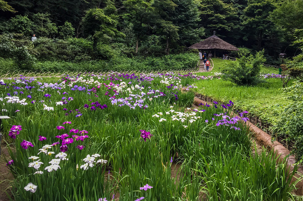 Meiji Jingu Inner Garden is a secret garden within the Meiji Shrine complex offering tourists a restorative sojourn amidst their busy sightseeing plans.