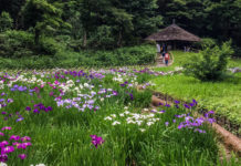 Tokyo’s Secret “Power Spot”: Meiji Jingu Inner Garden