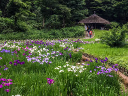 Tokyo’s Secret “Power Spot”: Meiji Jingu Inner Garden