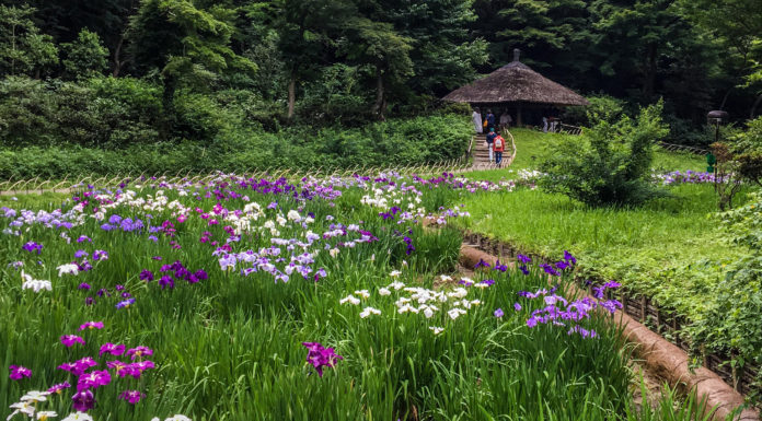 Tokyo’s Secret “Power Spot”: Meiji Jingu Inner Garden