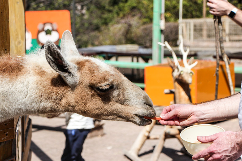 Hand-feeding animals at the zoo