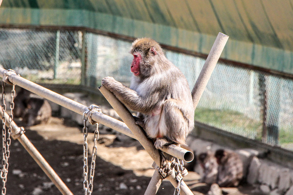 Monkey Park within the Hodosan Zoo