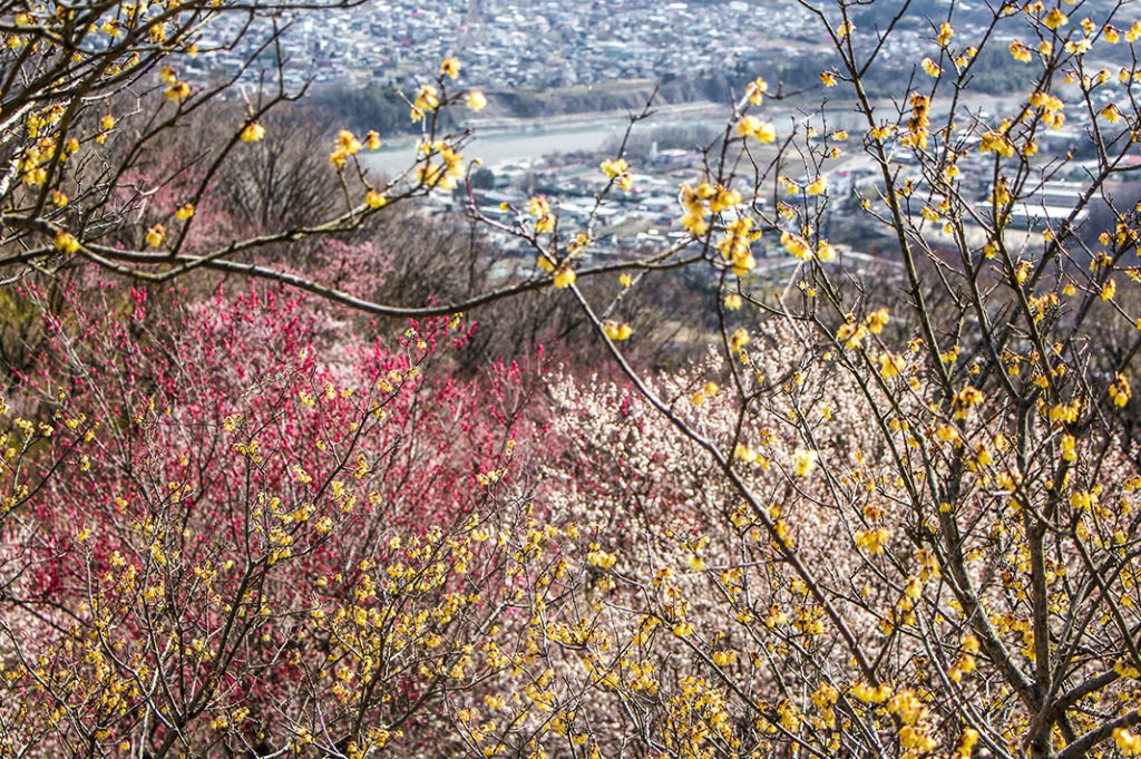 The blossoms on Hodosan, Saitama