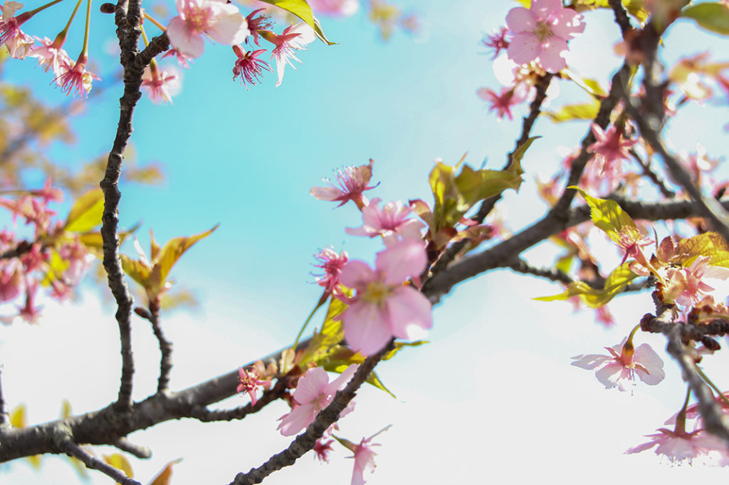 Cherry blossoms are a great feature on your Nagatoro day trip