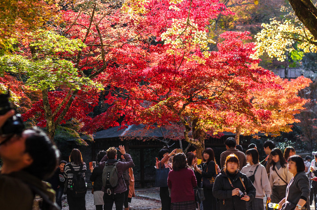 Momijidani park on Miyajima is one of the best spots to see Autumn colours in Japan