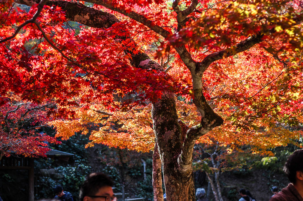 Momijidani park on Miyajima is one of the best spots to see Autumn colours in Japan