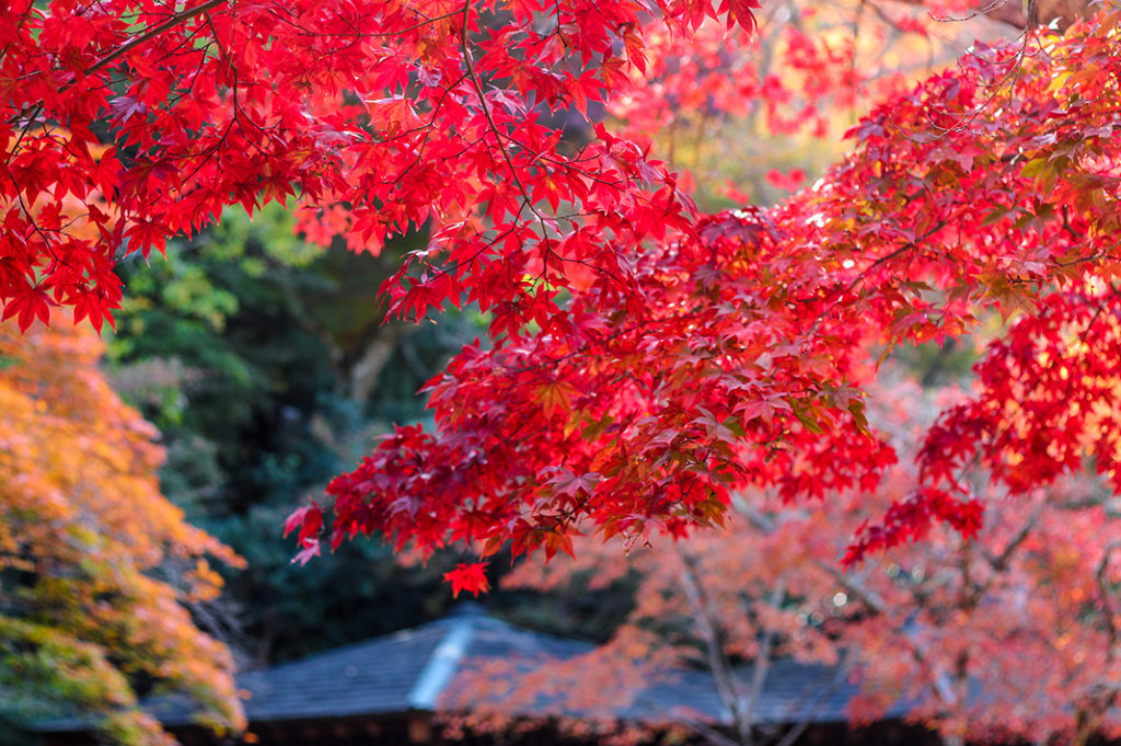 Momijidani park on Miyajima is one of the best spots to see Autumn colours in Japan