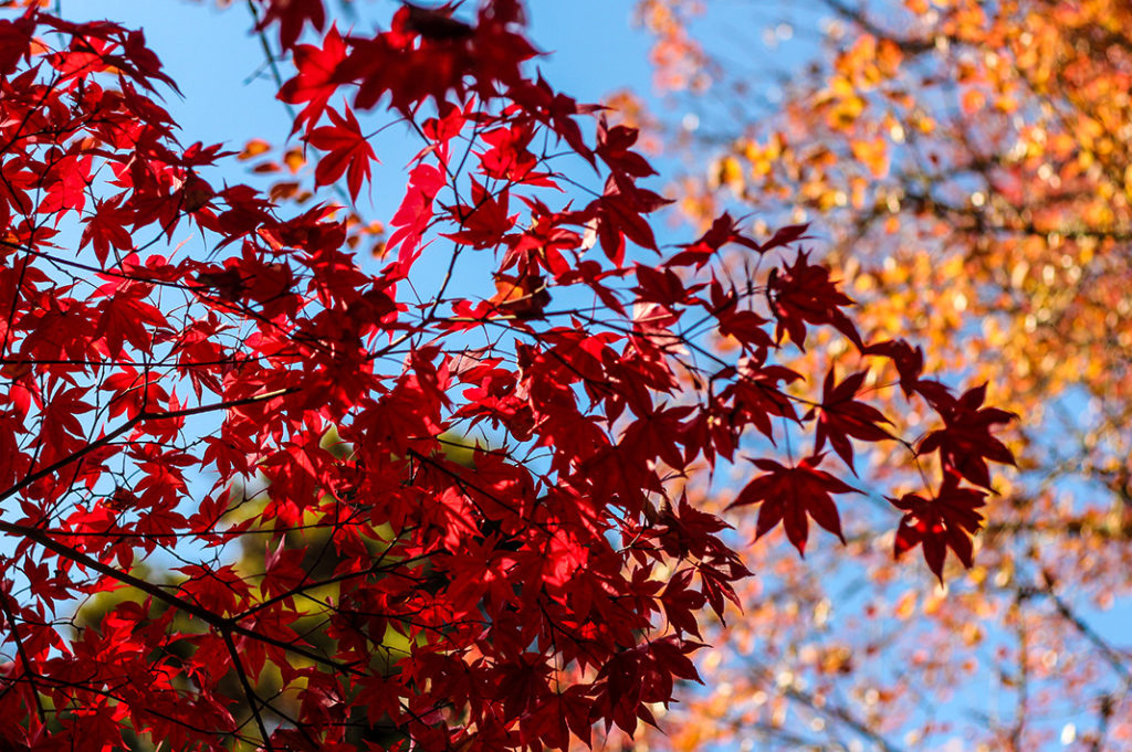 Momijidani park on Miyajima is one of the best spots to see Autumn colours in Japan