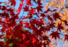 An Autumn Stroll through Momijidani Park on Miyajima